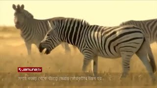 জেব্রার ডোরাকাটা রহস্যের উদঘাটন!