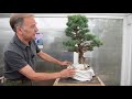 formando un moyogi bonsai colmenar