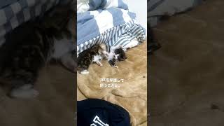 出会い〜現在　#shorts #ねこ #保護猫 #ねこのいる生活 #子猫