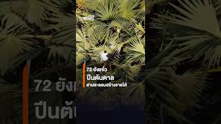 หญิงอายุ 72 ปีนต้นตาลสูงเกือบ 10 ม. เก็บยอดตาล ทำรายได้เฉียดหมื่นต่อเดือน | Thai PBS News