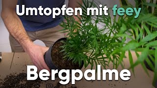 Wie topfe ich eine Bergpalme um? - Umtopfen mit feey