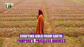 CRAFTING GOLD FROM EARTH PAMPORE'S PRICELESS HARVEST