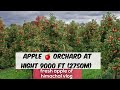 Apple orchard in kullu manali(at hight 9000 ft). Apple plucking packing in Himachal pradesh