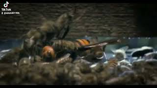 hornet gets attacked #shorts #bees #news #crazy
