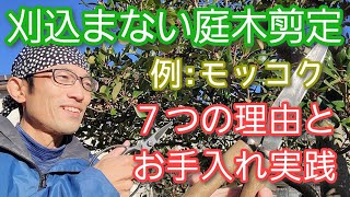 【庭木の剪定解説】刈り込まない7つのメリット＆お手入れ方法(2022年12月)🍃7️⃣