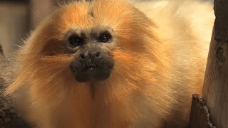 ゴールデンライオンタマリン の『ウィリー』 (浜松市動物園) 2021年7月25日