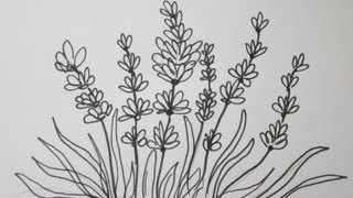 The Easy Way To Draw A Lavender Flower