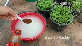 สูตรนี้!!พริกดกดอกไม้ร่วง ขั้วเหนียว เร่งเขียว เก็บกินไม่ทันปลอดสารพิษ ทองปาน ปลูกผัก