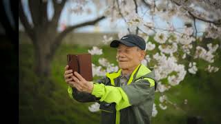 2024년 4월 8일 월요일, 다연투어와 함께한 청양중 동기회 서산 유기방가옥와 서산 벚꽃기행