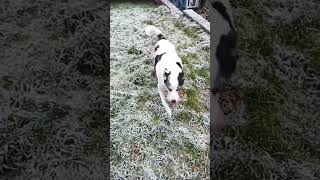 Rubi and Indi..Jack Frost has been!🤍🐾🐾#doglove#winter#youtube