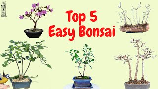 Top 5 Bonsai for Beginners - Bonsai Basics