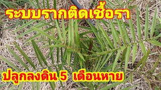 รากติดเชื้อราปลูกลงดิน 5  เดือนหาย#อินทผาลัม #รากติดเชื้อรา