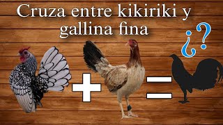 ¿Qué sale al CRUZAR gallo KIKIRIKI con GALLINA FINA?🐓