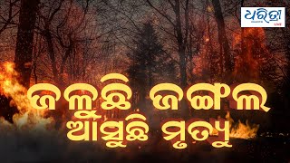 ଜଳୁଛି ଜଙ୍ଗଲ ଆସୁଛି ମୃତ୍ୟୁ | Odisha Forest Fire | Wildfire | Dharitri Live