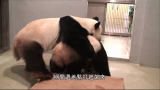 09-07-2013 | 藍可盈 | 香港熊貓盈盈樂樂發情交配