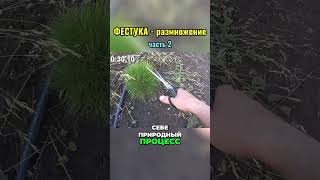 Размножение Фестуки (часть 2) #сад #огород #дача