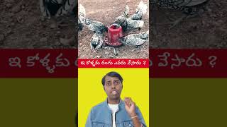 ⚡ఇ కోళ్ళకు రంగు ఎవరు వేసారు😳 #shorts #facts #viralvideo #trending #goodinfochannel #reels