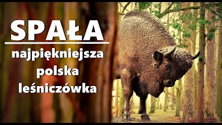 Spała | najpiękniejsza polska leśniczówka 🌳🌲🌳 @siegajacszczytow1309