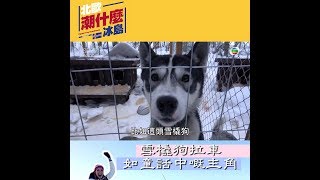 北歐潮什麼｜雪橇狗拉車 如童話中嘅主角｜芬蘭｜旅行｜梁芷珮