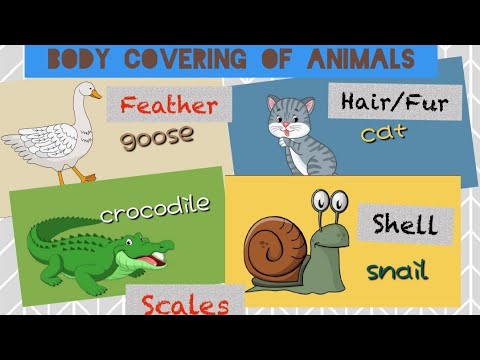 What animals have soft bodies?