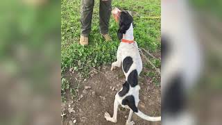 Man arrested after multiple animals found emaciated, malnourished in Merced, deputies say