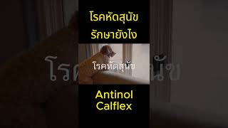 ลูก หมา ขา หลัง ไม่มี แรง ลูกสุนัขขาหลังอ่อนแรง ย ารักษาสุ นัขขาอ่อนแรง วิธีกายภาพบำบัดสุนัข