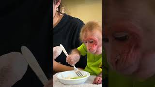 BIbi ate deliciously #bibi #monkey #babymonkey #monkeybibi #viral #shorts