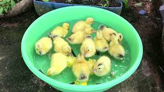 កូនទាលេងទឹក​យ៉ាងសប្បាយ​/Ducklings first swimming eating