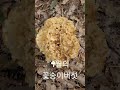 버섯의 신비! 9월의 꽃송이버섯. 예쁘죠? 맛있죠? 항암효과 좋다네요.버섯의 종류.