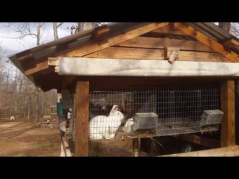 Mating rabbits and update on the homestead Mating rabbits and update on the homestead