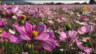 過年走春賞花趣 彰化田中、埔鹽花海繽紛綻放