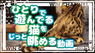 ひとり遊びしてるネコをじっっと眺める・・・そんな動画【ウィンチャンネル】