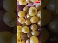 peelu fruit of thar desert grapes of marvad youtubeshorts grapes