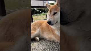 腕組みと足組みができる犬こそが、ダンディー犬なのさ🎩#柴犬