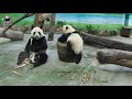 20210429 母親節快到了，貼心foodpanda圓寶送大筍給媽 the giant panda yuan bao and yuan yuan