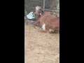 gir cow birth a female beautiful calf .. gir cow farm rohtak haryana gircow shorts