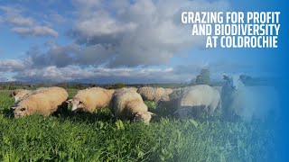 Grazing for Profit and Biodiversity at Coldrochie