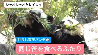 シャオくんとレイちゃん、同じ笹をふたりで食べる　2023.04.27 Cute panda twins