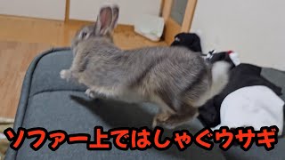 飼い主の服を前足でふみふみ！ソファー上ではしゃぐウサギ【784】365日うさぎ/うさ父どうが