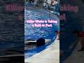 A killer whale enjoyed her fun time at the pool with a bath #animal #cat #lovely #whale #pet #zoo