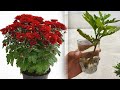 how to grow water method |cuttings|chamanthi |chrysanthemum| aloe vera easy way 100roots bashagarden