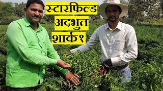 Adbhut \u0026 Shark1 Chilli | Star Field Crop Science | Vijay Rathod- Ghatanji Yavatmal | Kisan Agro Cart