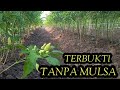 TANPA MULSA TANAMAN CABAI LEBIH SUBUR DAN BUAH LEBAT || TERBUKTI LEBIH EFISIEN ‼️