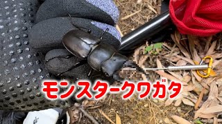 【クワガタ】 ネブトクワガタを探していたらとんでもないモンスターを発生しました❗️ 名古屋市内でクワガタチェック【化け物】愛知県