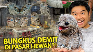 BUNGKUS HEWAN DEDEMIT DARI PASAR HEWAN TERBESAR BANDUNG! ANEH BANGET ADA HEWAN KAYA BEGINI!