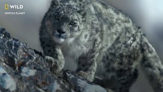 Paying a Price for Survival | Hostile Planet | Nat Geo Wild