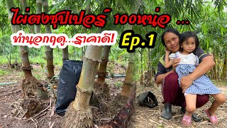 ไผ่ตงซุปเปอร์ 100 หน่อ …ทำหน่อนอกฤดู…ราคาดี คุ้มเหนื่อยเลย! Ep.1