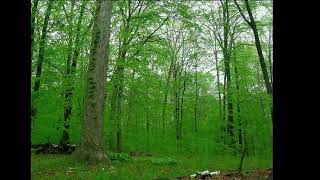 A forest year https://www.vimeo.com/59095595/