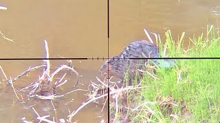 Beaver Hunt With 22 Scope POV