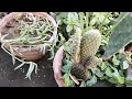 top 20 beautiful succulent grow from cutting succulent unique collection easy to grow plant